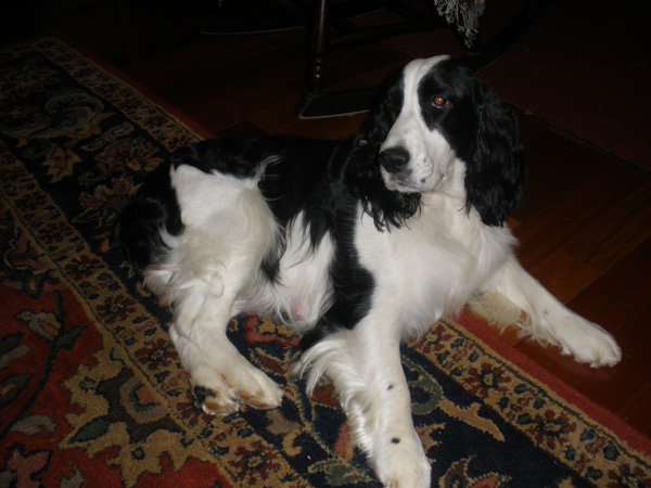 Annie Laying Down Annie Laying Down