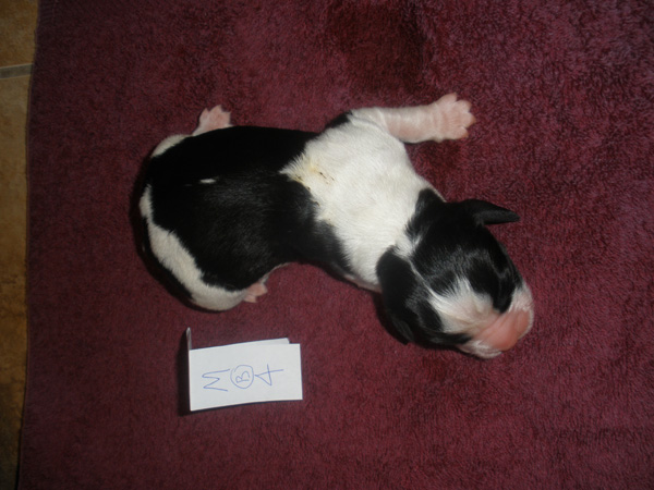 BW Male #4 BW Male #4