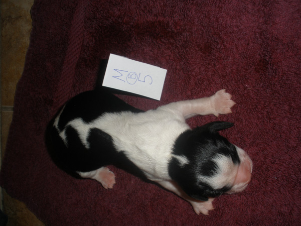 BW Male #5 BW Male #5