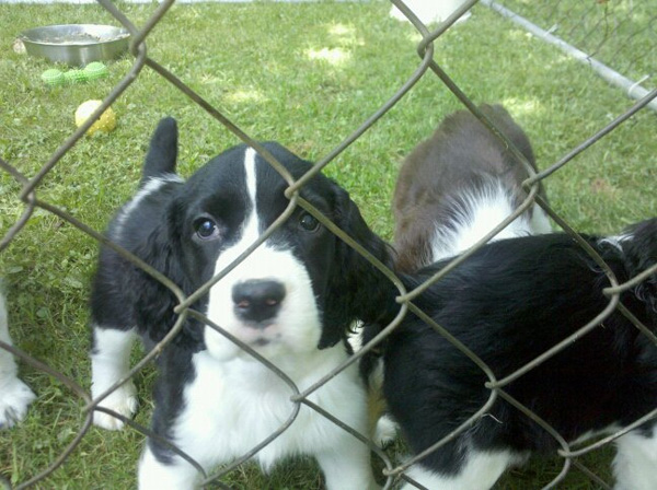 Annie and Connor litter July 2010 Annie and Connor litter July 2010