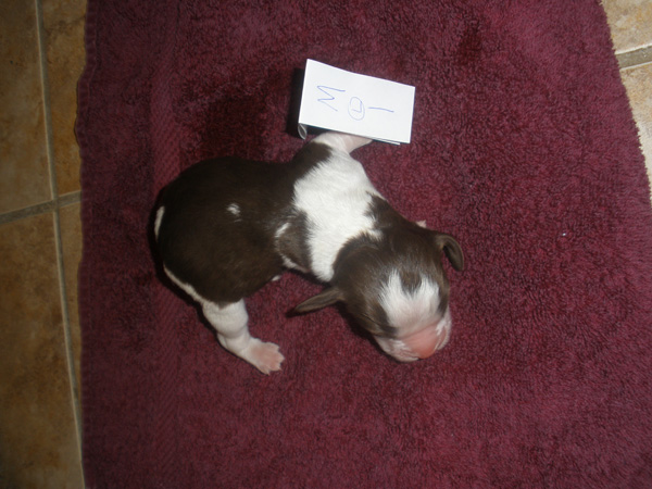 LW Male #1 LW Male #1