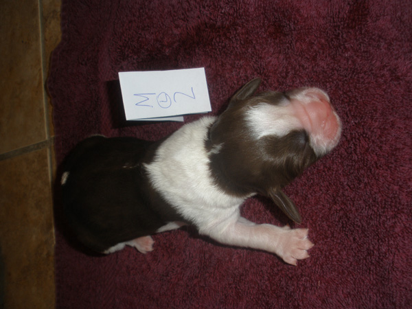 LW Male #2 LW Male #2