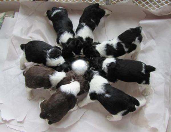 Puppy Wheel Puppy Wheel