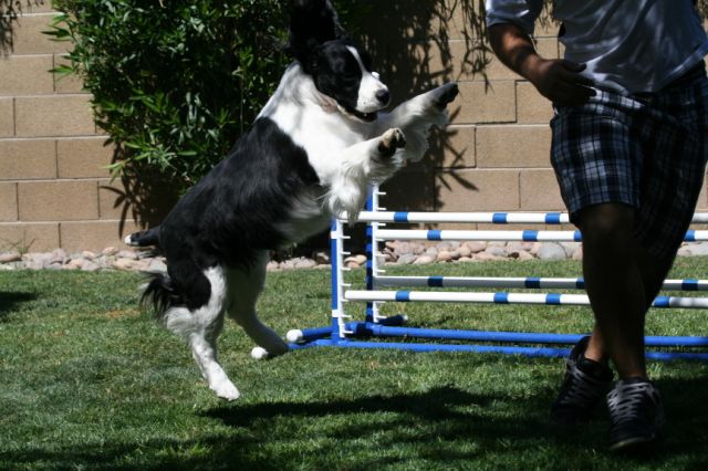 Bella Agility Jumper