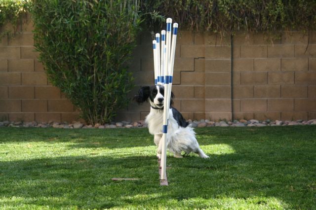 Belle weaving in Agility