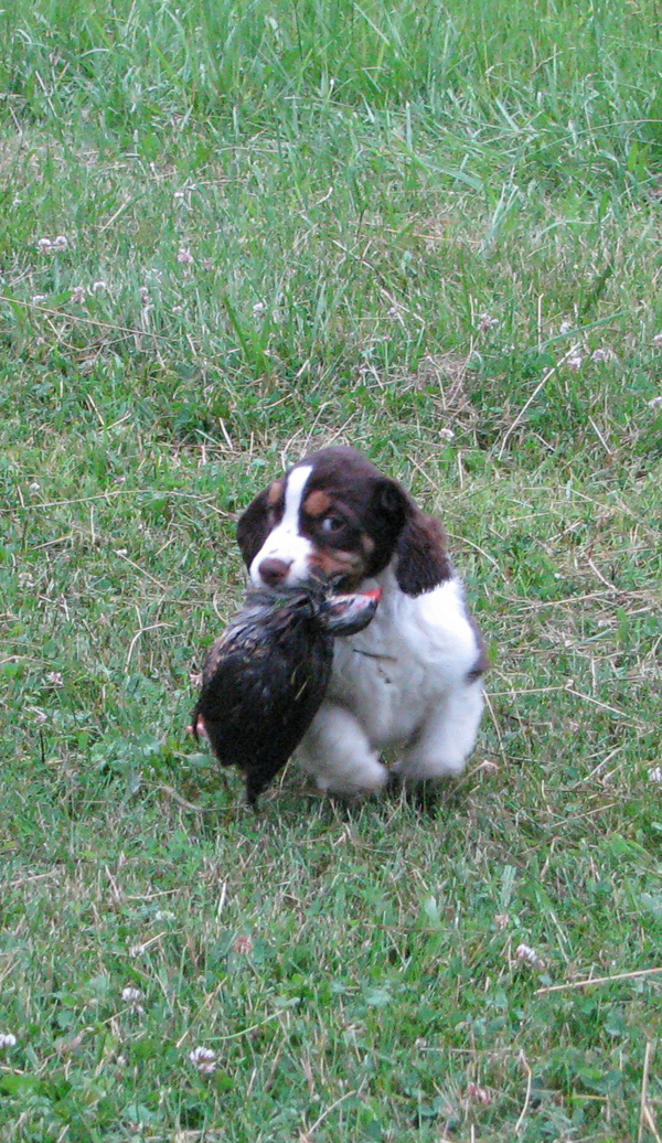 Gus