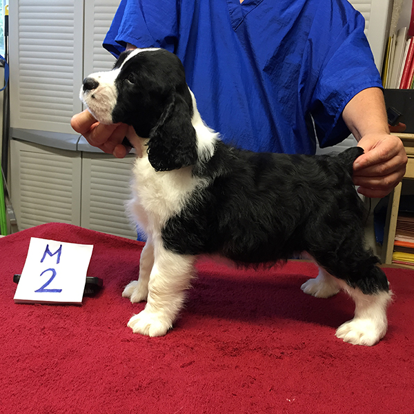 A Jackie Puppy A Jackie Puppy