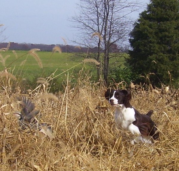 Kiera Flushing a Chukar Kiera Flushing a Chukar
