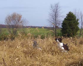 Kiera WDX Hunting