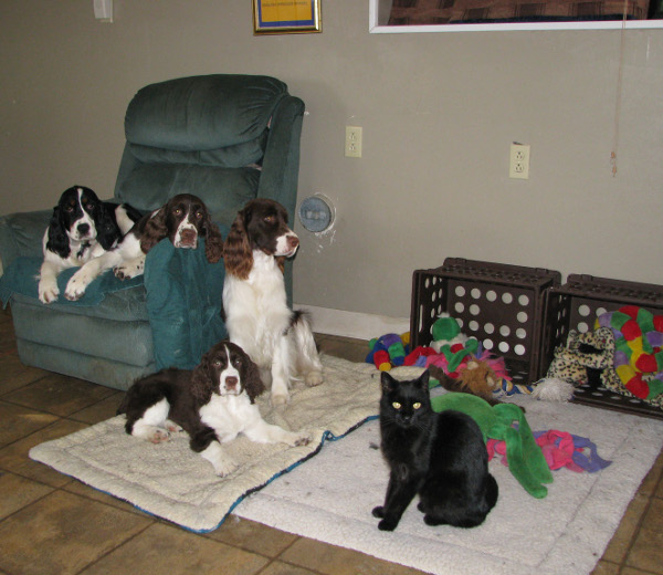 Dogs and Cat Dogs and Cat