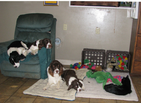 Dogs and Cat Dogs and Cat