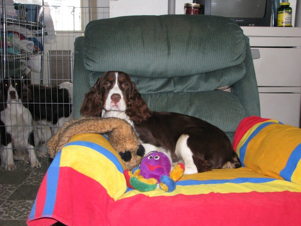 Maddy Hanging Out in Dog Grooming Shop