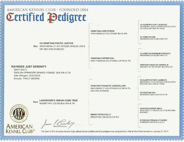 Maddy's pedigree