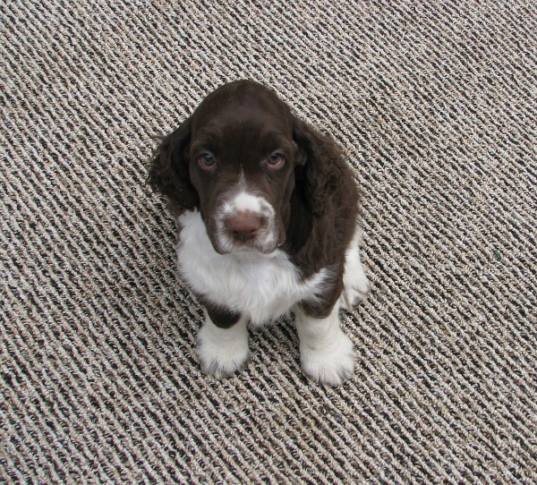Troy's puppy at 7 weeks old Troy's puppy at 7 weeks old