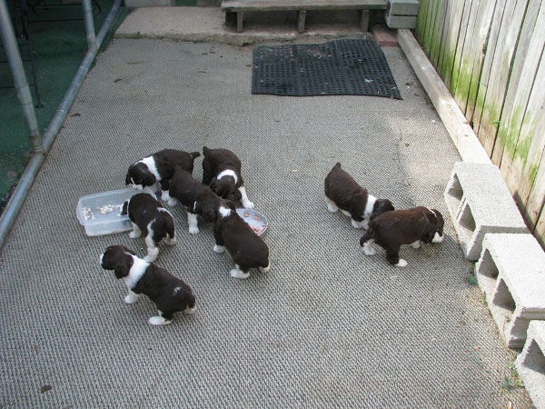 Puppies first day outside Puppies first day outside