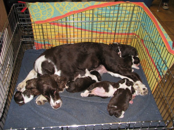 My first litter they had me up all night. My first litter they had me up all night.