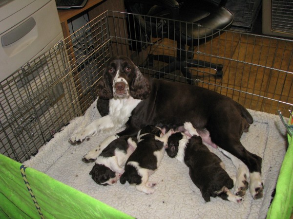 Hanging out with my puppies Hanging out with my puppies