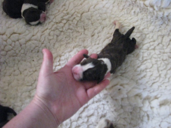 New born Troy puppy New born Troy puppy