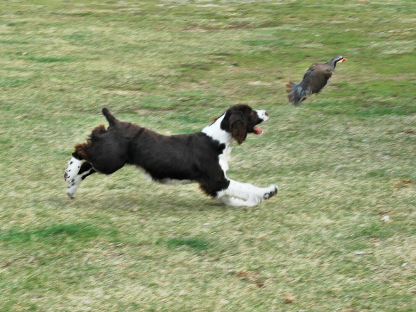 Troy flushed a Chukar. Troy flushed a Chukar.