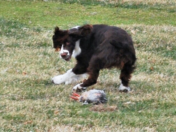 Troy after that Chukar Troy after that Chukar