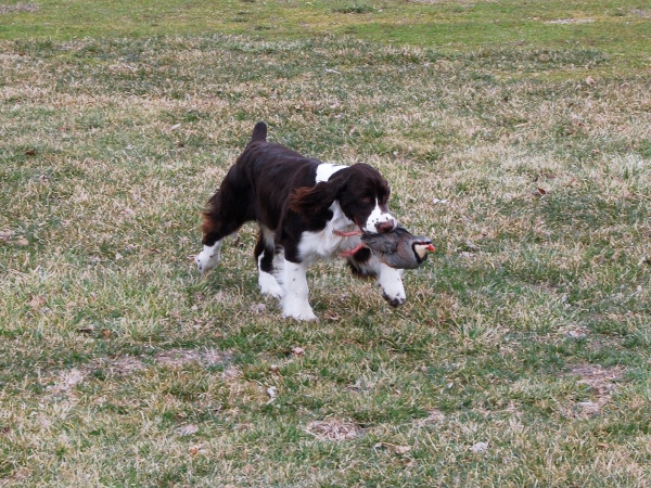 Fetch it Up! Fetch it Up!