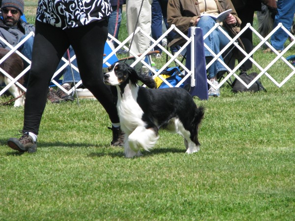 Zoey at Dog Show