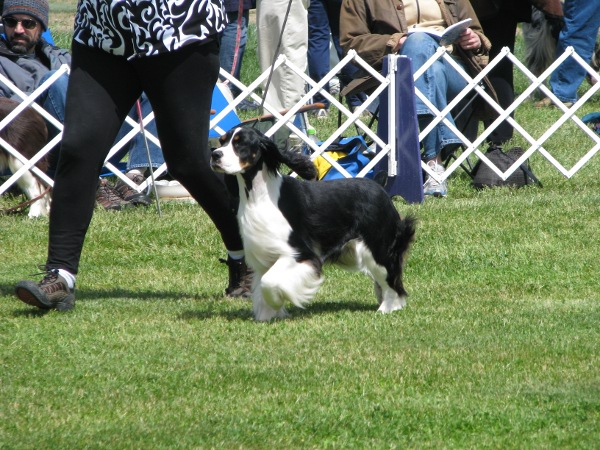 Zoey at Dog Show Zoey at Dog Show